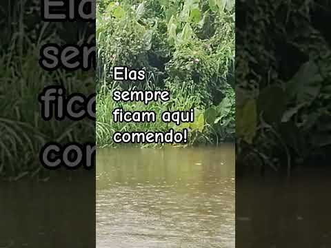 #Rio jucuruçu  #Bahia