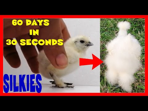 CHICK STAGES Original Silkie hen all growth stages in one minute Gallina Silkie  etapas en un minuto