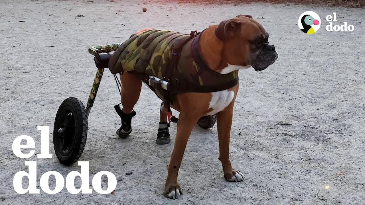 Watch Este perro hace TODO con su silla de ruedas | El Dodo Now Este perro hace TODO con su silla de ruedas | El Dodo