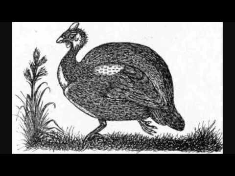 Party Fowl - We're gonna eat your brains