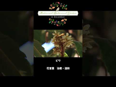 薬用植物園にて。（2024年12月）