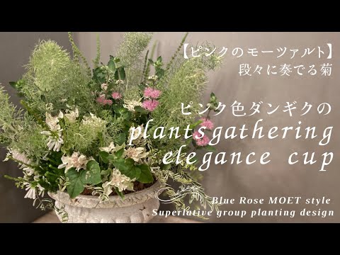 【ピンクのモーツァルト】可愛いピンク色のダンギクが奏でるのはまるでモーツァルト　#ギャザリングだからできる緻密植え