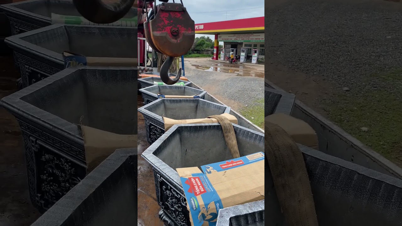 BAT1: Giao chậu cho Chị Khách vip Resort HÒN BÀ LAGI