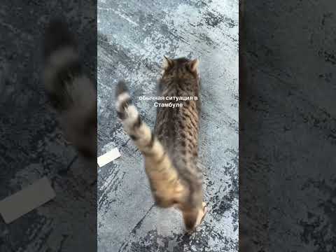 Незваный гость #видосыоткота #kitten #cat