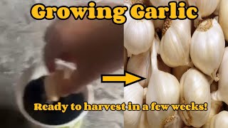 Growing a garlic plant from a garlic clove!