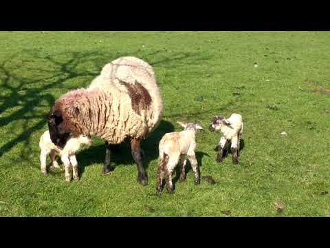 Two minutes of baby lambs just born.