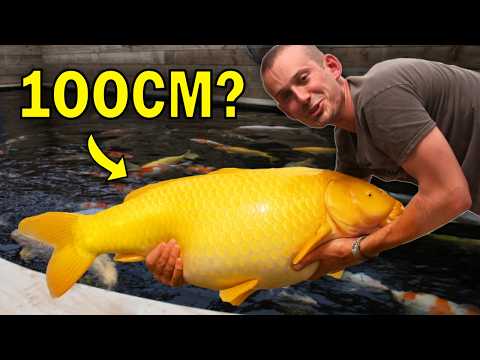 Ernte aus unserem JUMBO-Koiteich (Wie groß sind die Fische?)