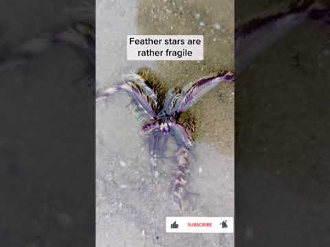 "Species of Starfish(SOS) "