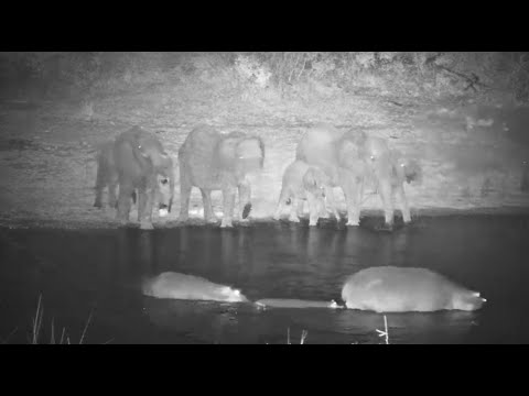 Large Herd of Elephants stole the spotlight from the Hippos at the Dam on Djuma Cam 10/7/25
