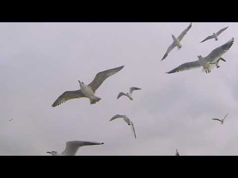 beautiful 💕 beaches 😍 video