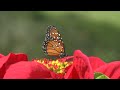"Butterfly" by Don Peris (fan video)