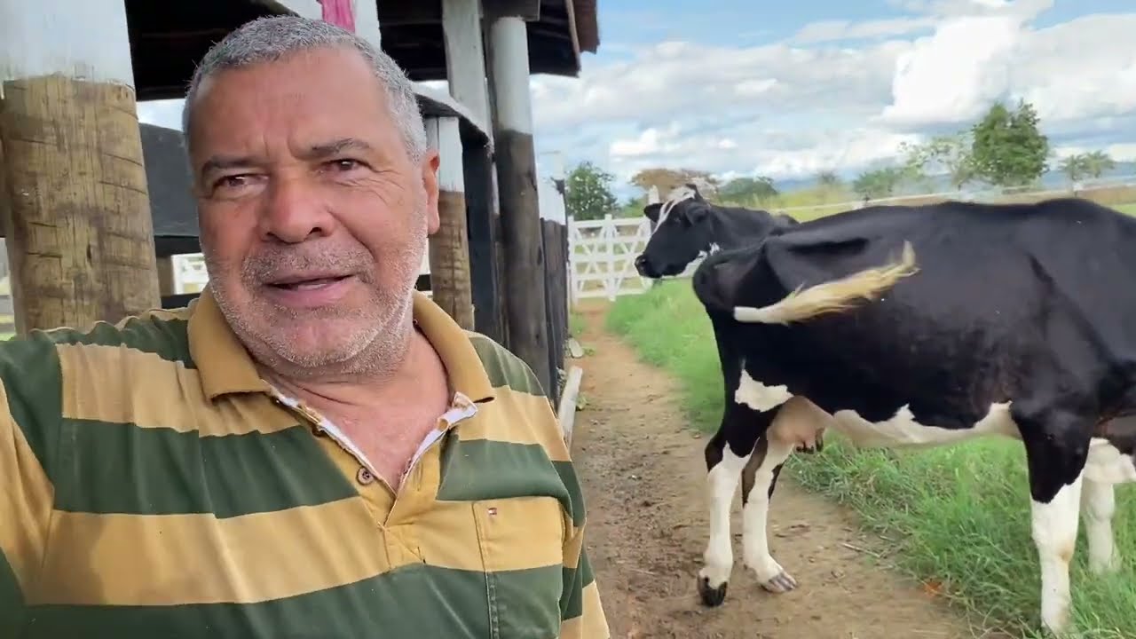 GADO DE LEITE E AS CRIAÇÕES DO SITIO CANABRAVA I PIRITIBA BAHIA
