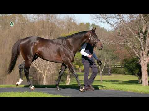 Exceedance  -  2020 Vinery Stallion Parade