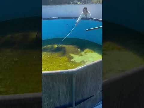 We're cleaning our pool ☺️ Part 3 | Lesotwins 👯‍♀️ #shorts
