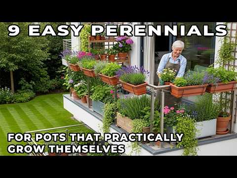 9 Easy Perennials for Pots That Practically Grow Themselves