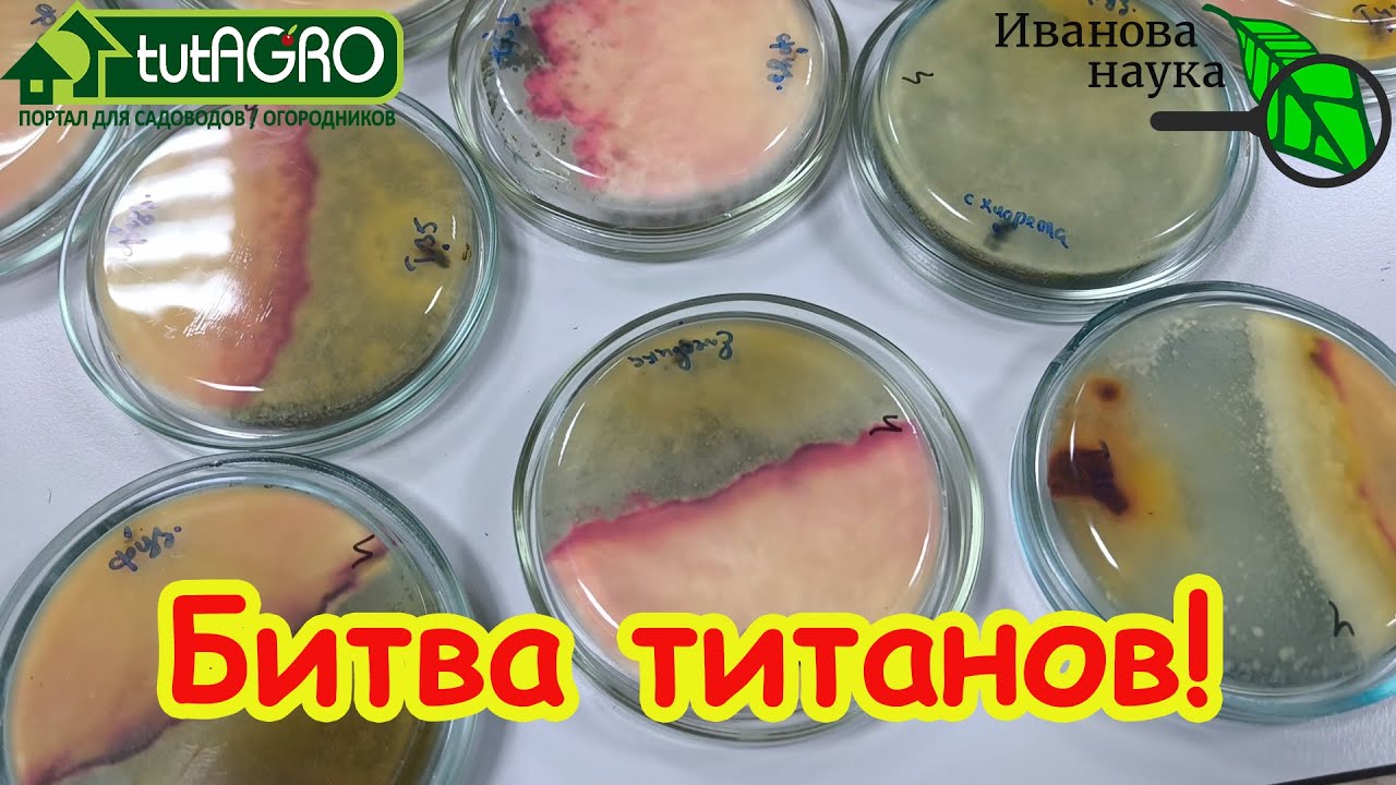 ТРИХОДЕРМА - БЕСПОЛЕЗНАЯ ТРАТА ДЕНЕГ? Открытие правды о Триходерме для огоро