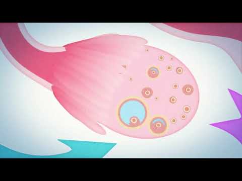 Como ocorre a menstruação?