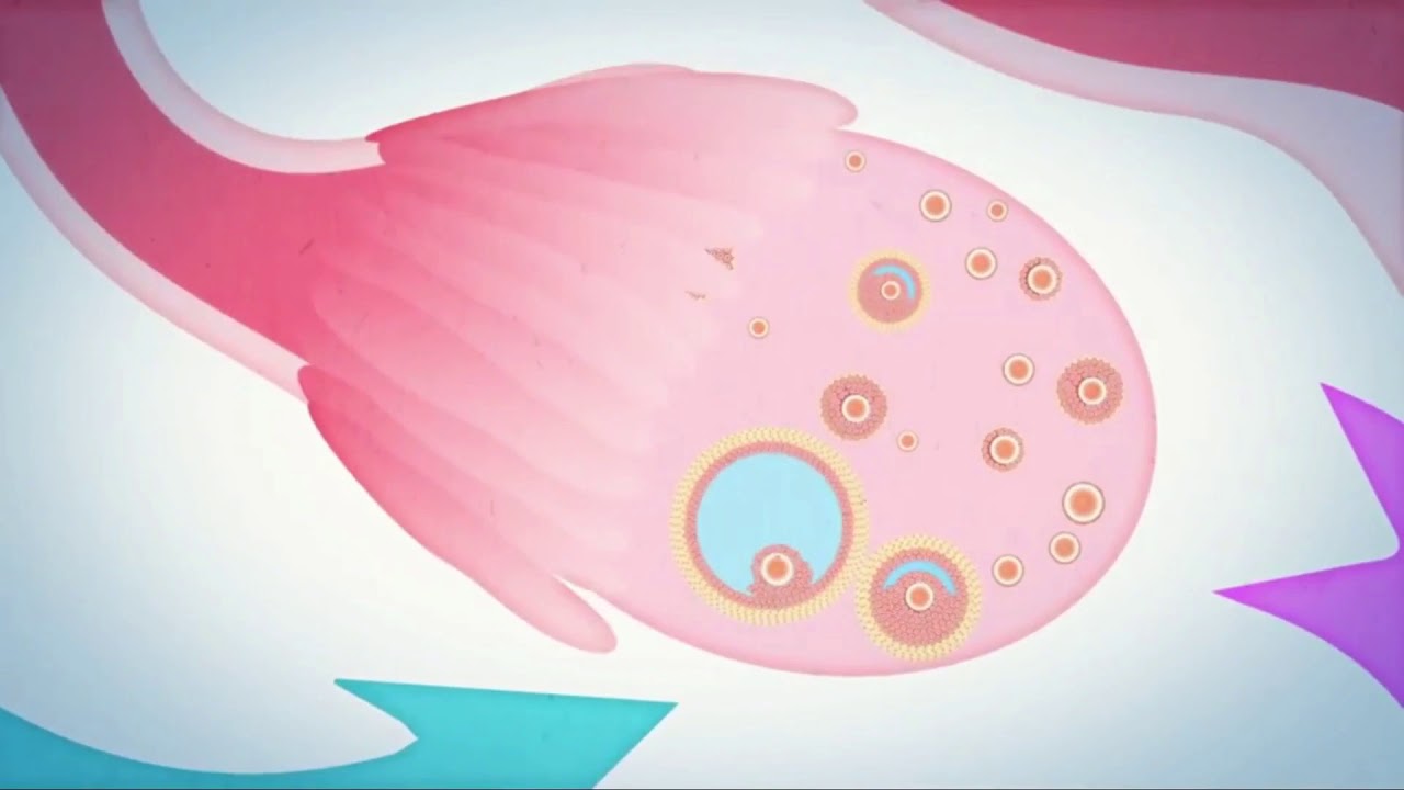 Como ocorre a menstruação?