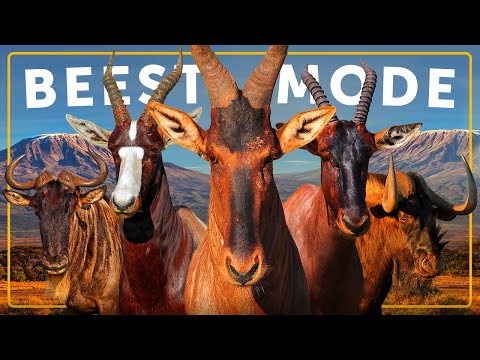 Alle 6 Tierarten und die größte Wanderung der Erde