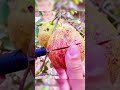 How To Cut Guava Before You Eat Fresh Fruit Cutting In My Farm