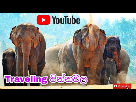 Pinnawala & Aranayaka / 1 day Tour