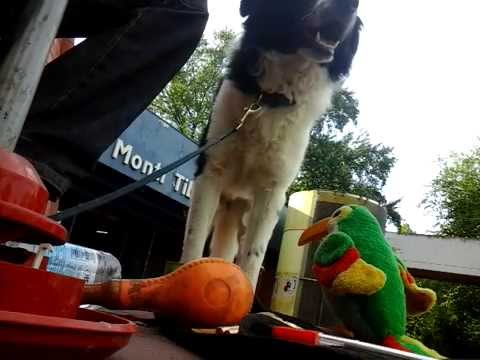 Fatkeqi - Blues in Roma (Original Live)