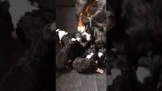 Two Week Old BerneDoodles