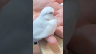 爪切り頑張ってちょっこしお疲れ😴 #文鳥