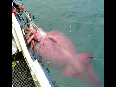 Colossal squid vs mosasaurus