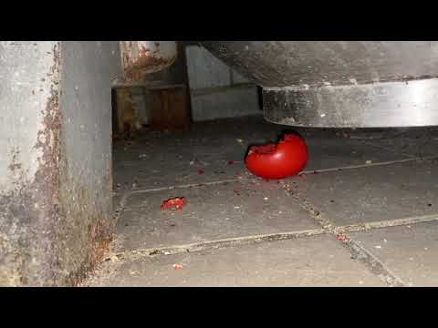 New Restaurant Full of Mice in Asbury Park, NJ