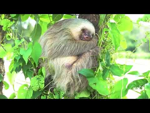 Memahami Kelambatan Hidup Kukang | SI OTAN