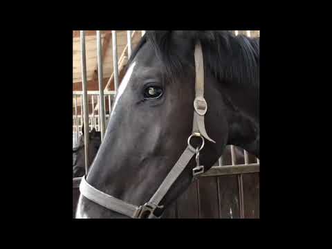 FINNIGAN 3 jähriger Wallach putzen FINNIGAN x Don crusador