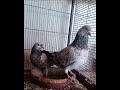 Indian Silver Pigeon #shortvideos #kabootar #pigeon