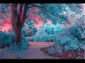 Dawn-The Nice