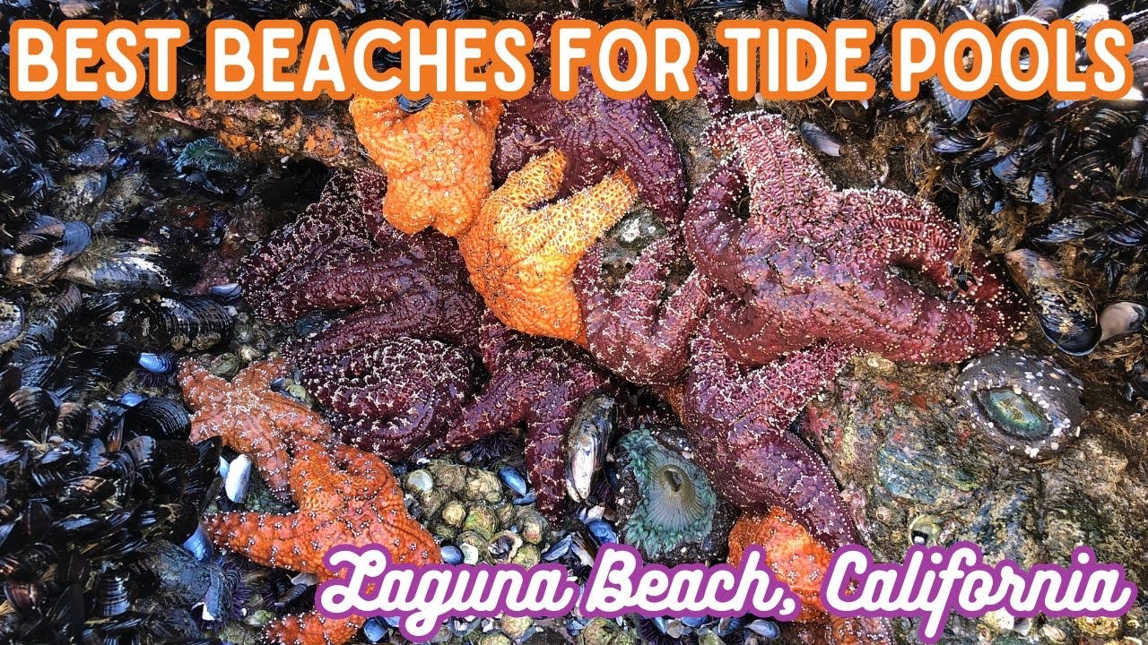 Best Beaches for Tide Pools in Laguna Beach, California