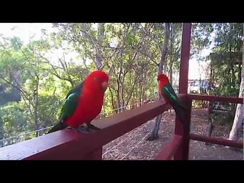 Attractive Australian King Parrot Video