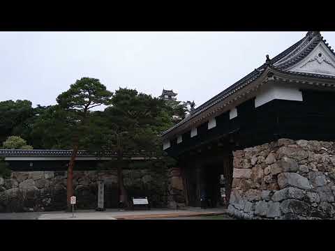 bonsai japan RAERL work Gardener's  by kuzuoka landscanping ltd   2022/8　　松の　防除作業に　うかがいます