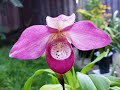 这款大花美洲兜兰，太美了 this large flowered ecugenera dream paphiopedilum is so beautiful