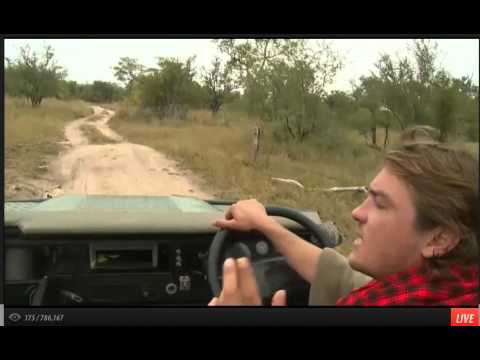Apr 20 WildEarth Safari AM Drive: Hippo, Brent's Honey Badger Story