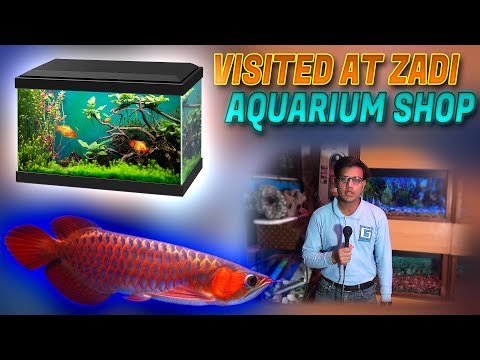 Visited At Zadi Aquarium Shop  Banjar Arowana Catfish's tattoo parrot fish for sale In Urdu/Hindi