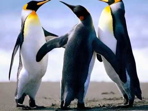 Beton Amprentat Orlea 0761350488 Orlea OLT