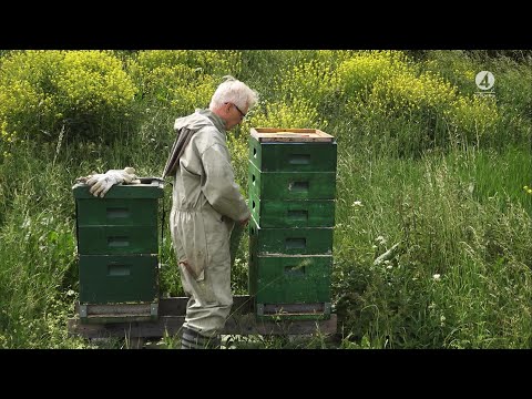 Bitter bismak för svenska biodlare – EU-honung ofta smaksatt sirap | TV4 Nyheterna | TV4 & TV4 Play
