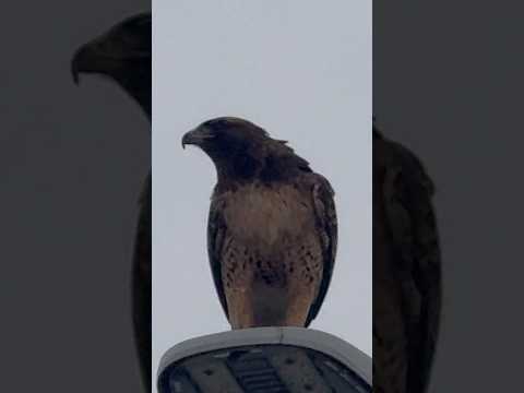 Red Tailed Hawk Eats a Snack after sunset Ocean Beach, San Francisco