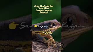 Download lagu RINDU KAMPUNG || SUARA KODOK || #shorts mp3 Download lagu RINDU KAMPUNG || SUARA KODOK || #shorts mp3