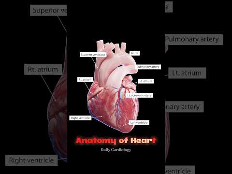 Anatomy of HEART ❤️ #heart #anatomy #animation #cardiology #shorts