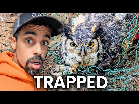 OH NO! Owl Trapped in with My Chickens… What Happened?