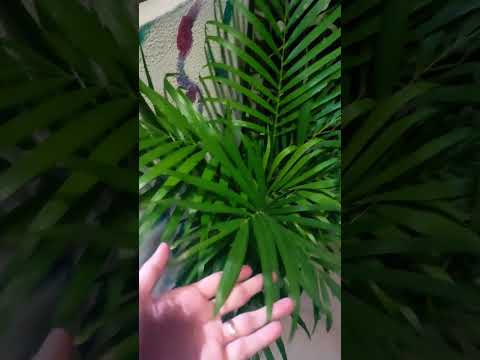 Areca palm ko indoor rakhna bhari pad sakta h #arecapalm #indoorplants #indoorgarden #growingtips