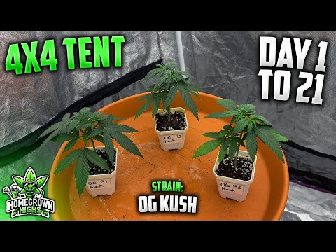 Preparing Our OG KUSH for the Outdoors! | Day 1 to 21, How To Top