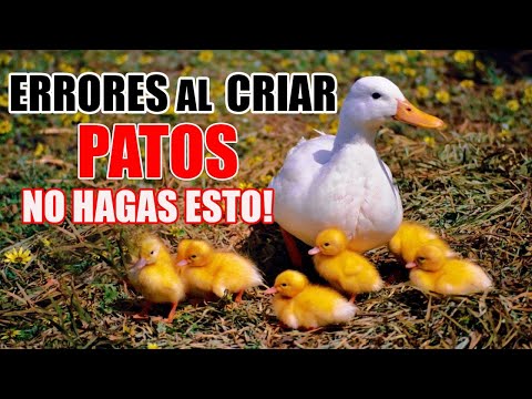 , title : 'PATOS - Errores al Criar Patos, Evita Hacer Esto!'