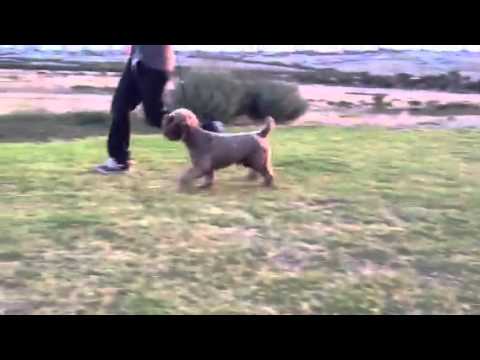 Ch Lagottostar Aquarius